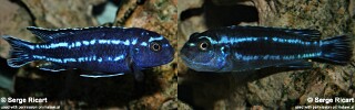 Pseudotropheus cyaneorhabdos Melanochromis cyaneorhabdos Melanochromis Maingano