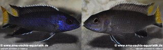 Pseudotropheus cf. elegans &#39;Itungi&#39;