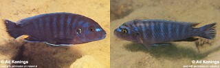 Pseudotropheus fuscus Pseudotropheus fuscoides