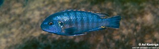 Pseudotropheus galanos &#39;Fuawe Island&#39;