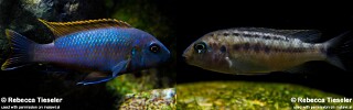 Pseudotropheus galanos &#39;Mbenji Island&#39;
