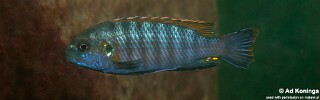 Pseudotropheus galanos (unknown locality)