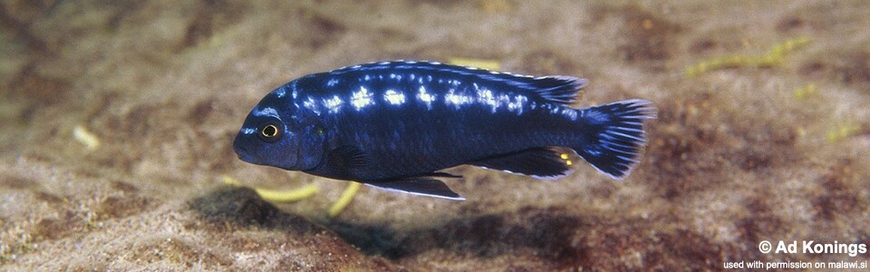 Pseudotropheus interruptus 'Chiwi Rocks'