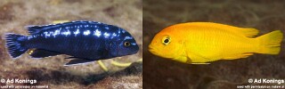 Pseudotropheus interruptus Melanochromis interruptus