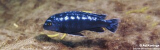 Pseudotropheus interruptus &#39;Chiwi Rocks&#39;