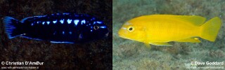 Pseudotropheus interruptus &#39;Machili Island&#39;