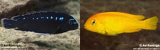 Pseudotropheus interruptus &#39;Thumbi West Island&#39;