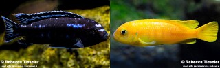 Pseudotropheus interruptus (unknown locality)