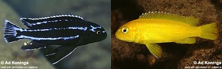 Pseudotropheus johannii Melanochromis johannii