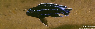 Pseudotropheus johannii &#39;Chiloelo&#39;