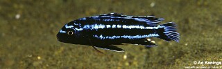 Pseudotropheus johannii &#39;Chilucha Reef&#39;