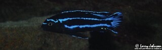 Pseudotropheus johannii &#39;Chiofu&#39;