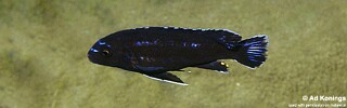 Pseudotropheus johannii &#39;Chuanga&#39;