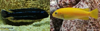 Pseudotropheus johannii &#39;Liwani&#39;