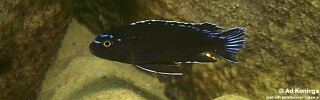 Pseudotropheus johannii &#39;Metangula&#39;