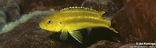 Pseudotropheus johannii &#39;Nkhungu Point&#39;