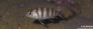 Pseudotropheus likomae &#39;Likoma Island&#39;