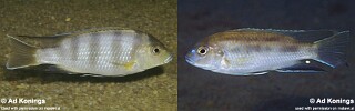 Pseudotropheus livingstonii Pseudotropheus elegans (misidentification)
