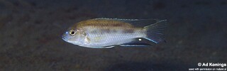 Pseudotropheus livingstonii &#39;Gome Rocks&#39;