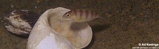 Pseudotropheus livingstonii &#39;Kande Island&#39;