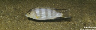 Pseudotropheus livingstonii &#39;Senga Bay&#39;