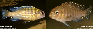 Pseudotropheus novemfasciatus Pseudotropheus sp. &#39;lucerna brown chia&#39;
