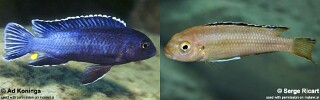 Pseudotropheus perileucos Melanochromis perileucos
