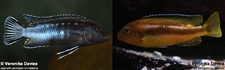 Pseudotropheus perileucos &#39;Likoma Island&#39;