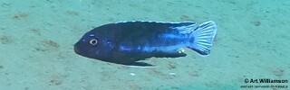Pseudotropheus perileucos &#39;Ndomo Point&#39;