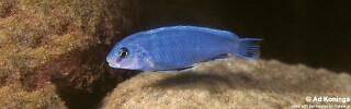 Pseudotropheus perspicax &#39;Charo&#39;