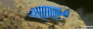 Pseudotropheus perspicax &#39;Hora Mhango&#39;