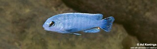 Pseudotropheus perspicax &#39;Kakusa&#39;