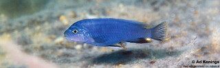 Pseudotropheus perspicax &#39;Katale Island&#39;