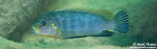 Pseudotropheus perspicax &#39;Luwino Reef&#39;