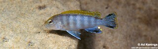 Pseudotropheus perspicax &#39;Mara Rocks&#39;