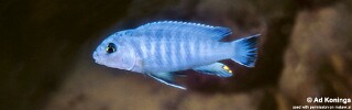 Pseudotropheus perspicax &#39;Mdoka&#39;
