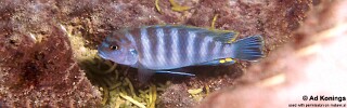 Pseudotropheus perspicax &#39;Mphanga Rocks&#39;