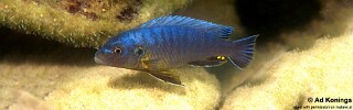 Pseudotropheus purpuratus &#39;Chiloelo&#39;