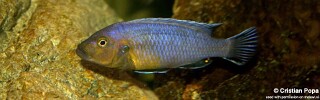 Pseudotropheus purpuratus &#39;Maleri Island&#39;