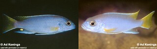 Pseudotropheus sp. &#39;acei&#39;