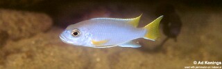 Pseudotropheus sp. &#39;acei&#39; Luwala Reef
