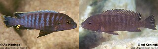 Pseudotropheus sp. &#39;aggressive grey&#39;