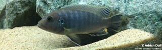 Pseudotropheus sp. &#39;aggressive grey&#39; Likoma Island