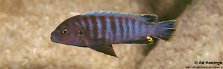 Pseudotropheus sp. &#39;aggressive grey&#39; Maingano Island