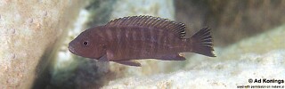Pseudotropheus sp. &#39;aggressive grey&#39; Masimbwe Island