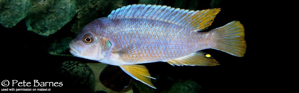 Pseudotropheus sp. 'aggressive yellow fin' Chizumulu Island