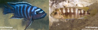 Pseudotropheus sp. &#39;crabro blue&#39;