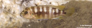 Pseudotropheus sp. &#39;crabro blue&#39; Chitande Island