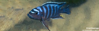 Pseudotropheus sp. &#39;crabro blue&#39; Nkanda