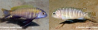 Pseudotropheus sp. &#39;dwarf nkhata&#39;
